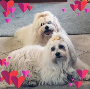 Meet your Posher, Susan